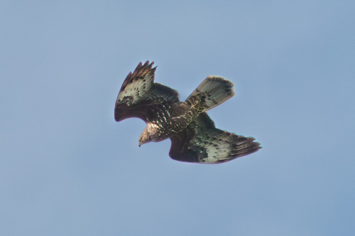 European Honey-buzzard - ML620605942