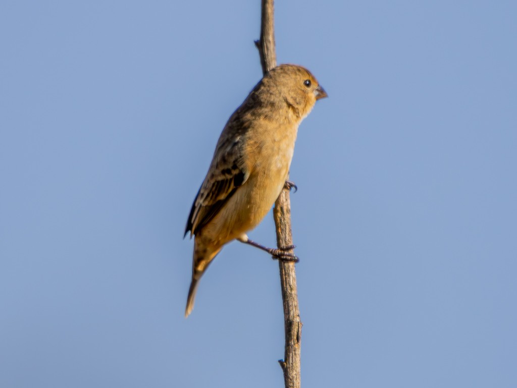 Copper Seedeater - ML620605946