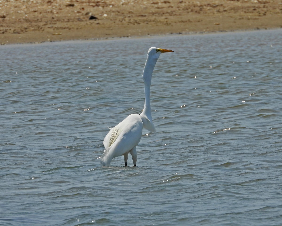 Great Egret - ML620605949