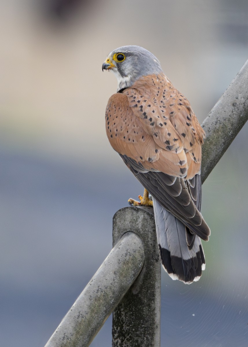 Eurasian Kestrel (Eurasian) - ML620605955