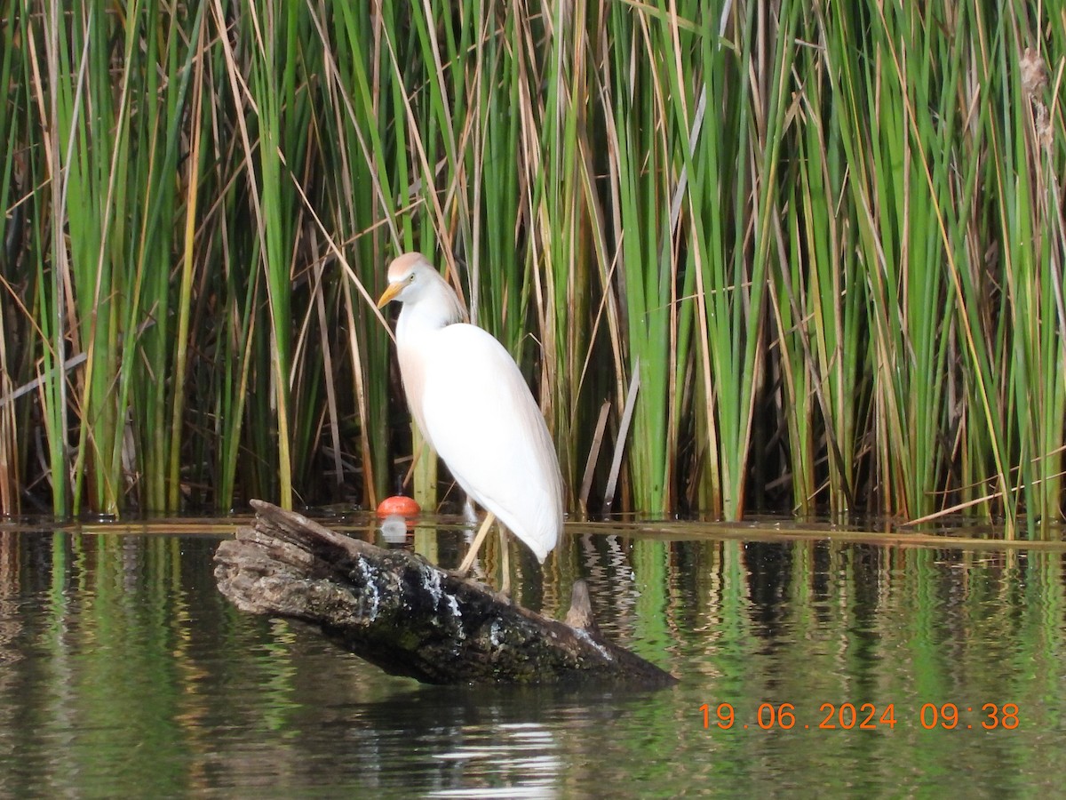 Египетская цапля (ibis) - ML620605956