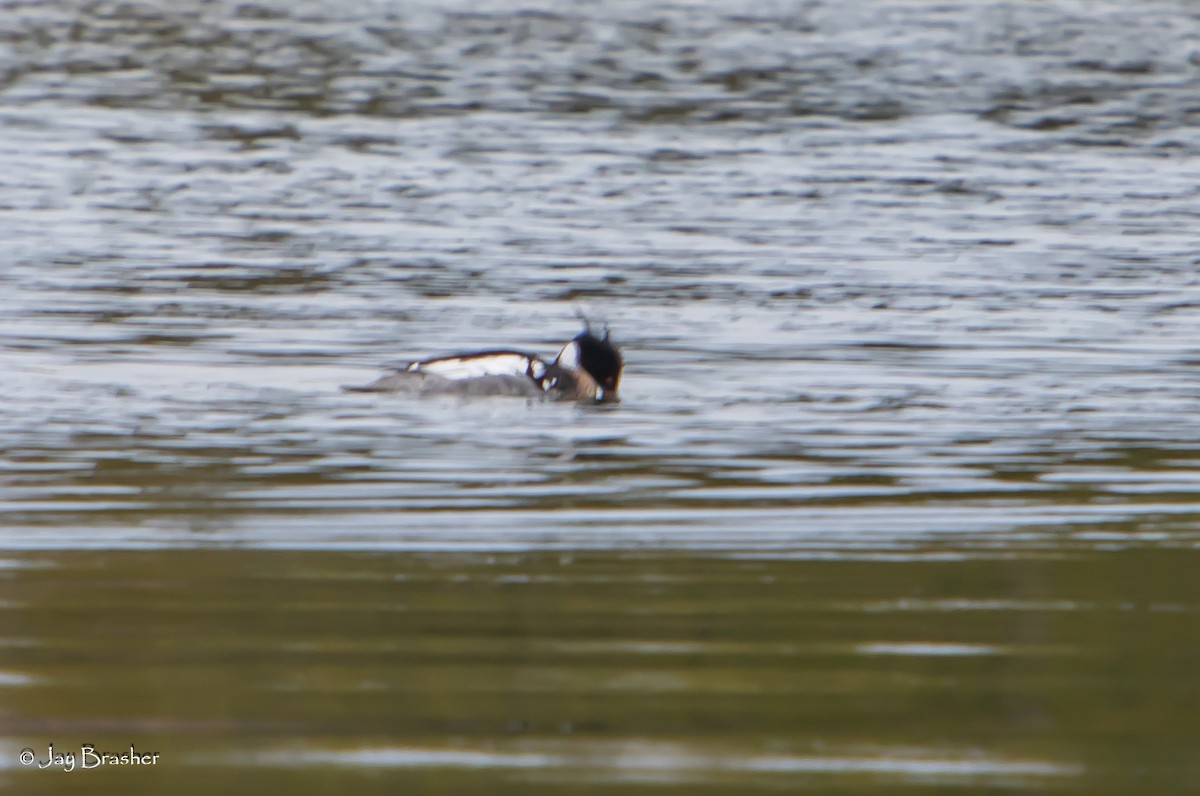 Red-breasted Merganser - ML620605964