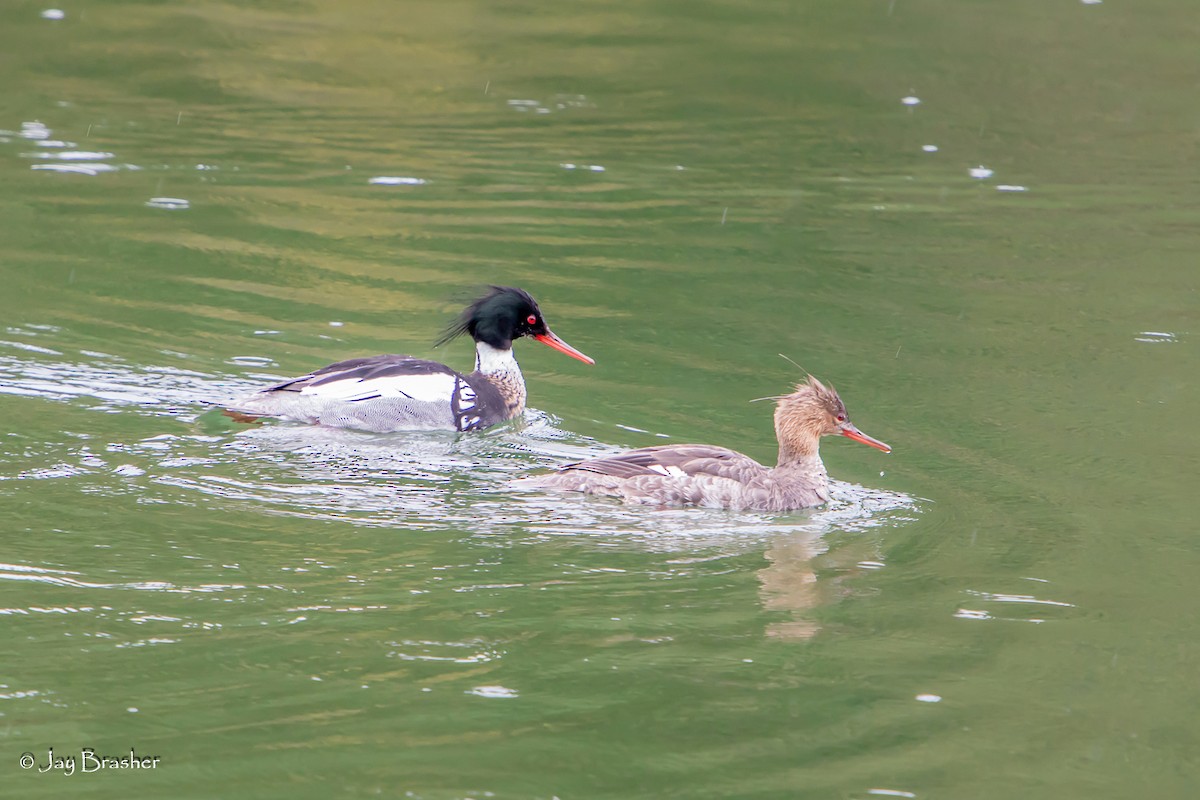 Red-breasted Merganser - Jay Brasher