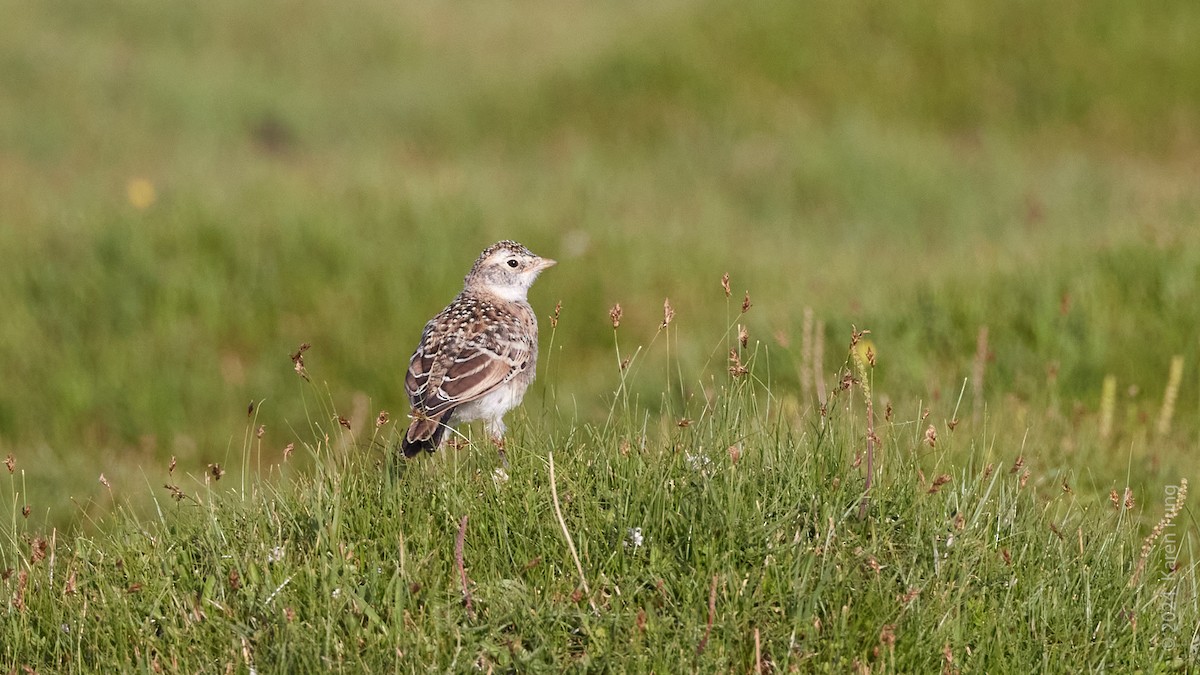 Asian Short-toed Lark - ML620605966