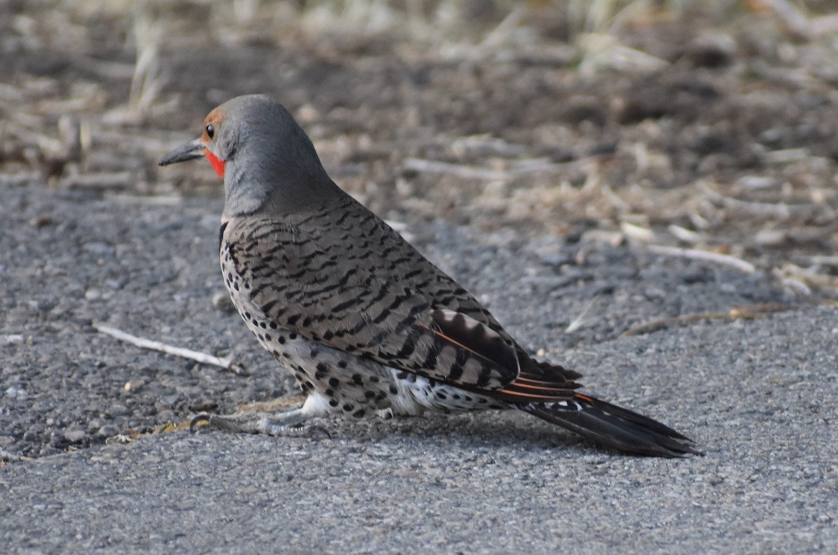 Northern Flicker - ML620605971