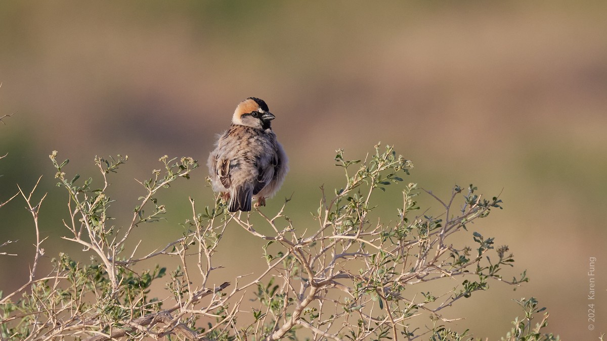 Saxaul Sparrow - ML620605977