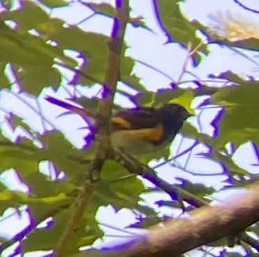 American Redstart - ML620605989