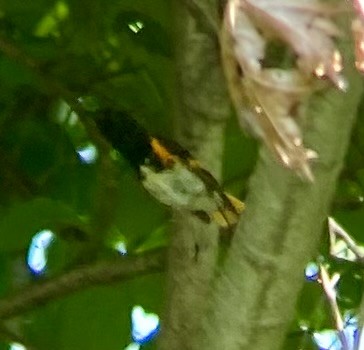 American Redstart - ML620605993