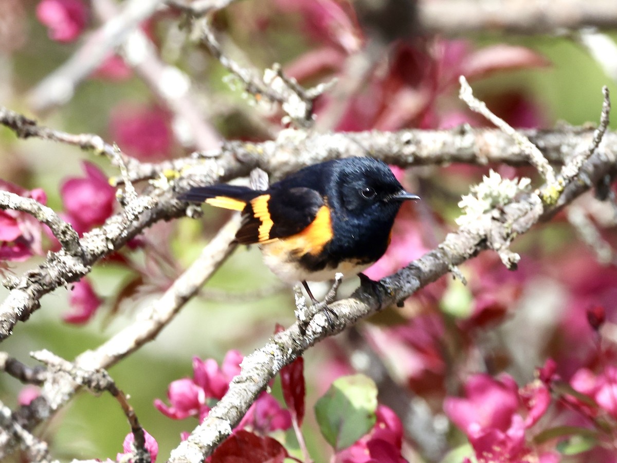 American Redstart - Tom Cartwright