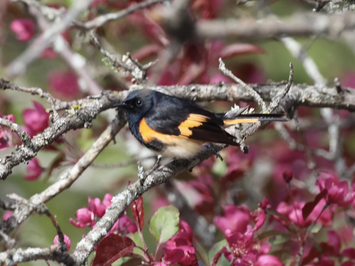 American Redstart - ML620605995