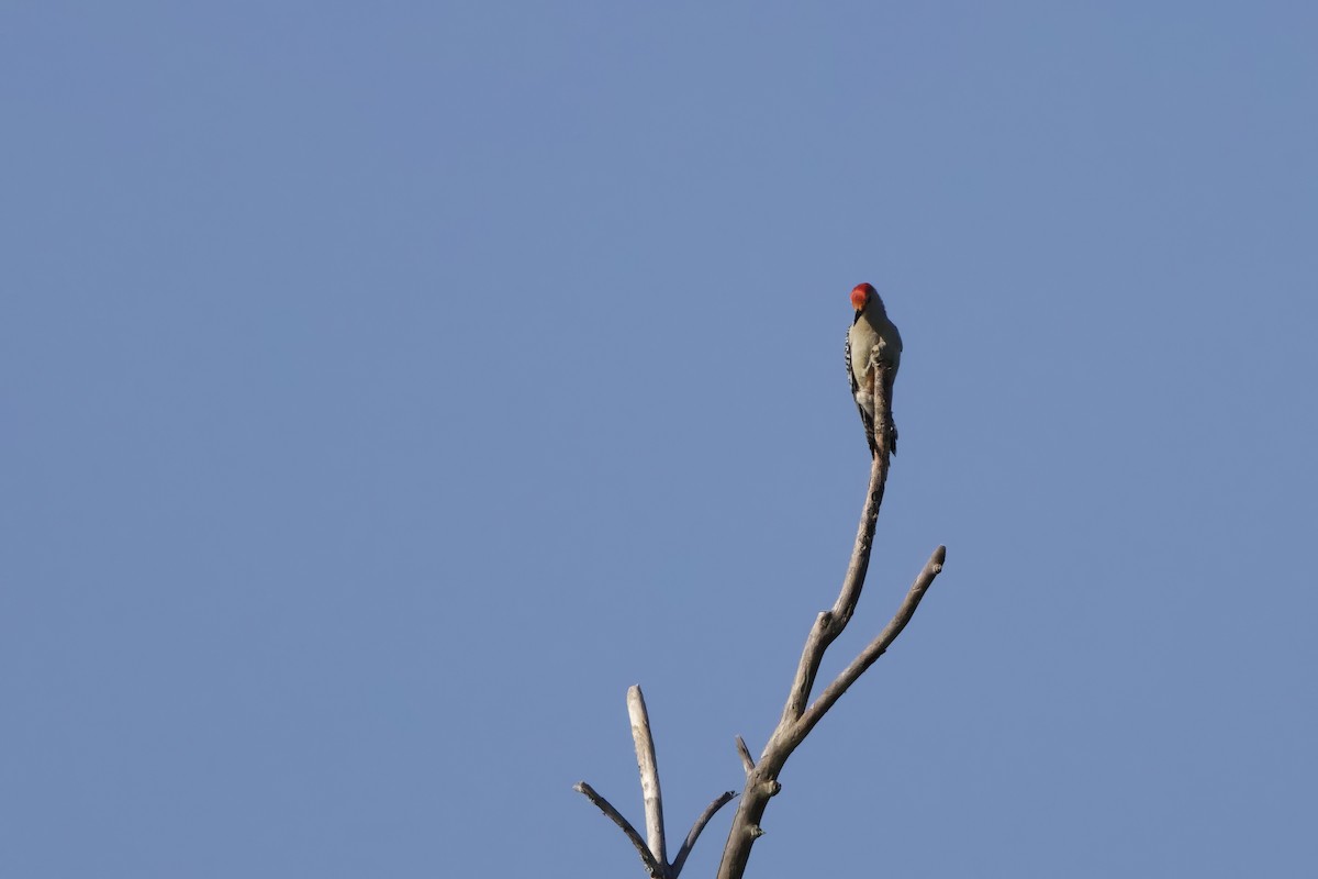 Red-bellied Woodpecker - ML620605998