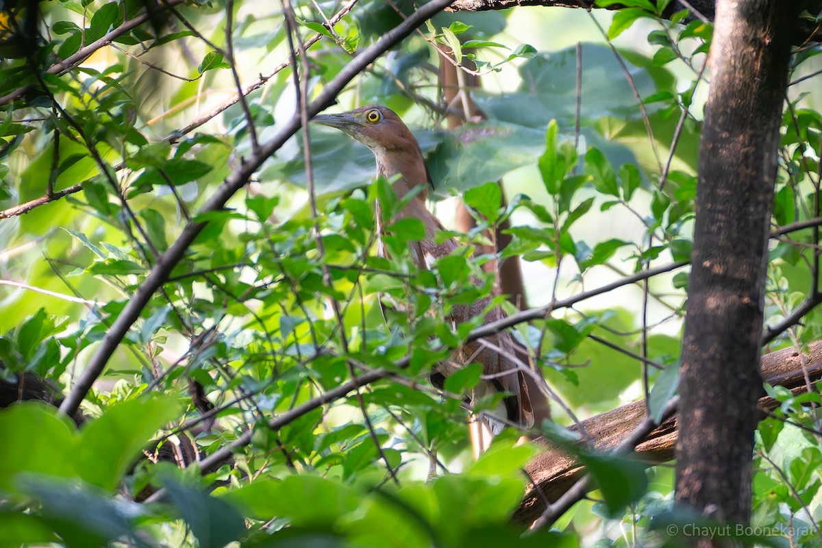 Malayan Night Heron - ML620606000