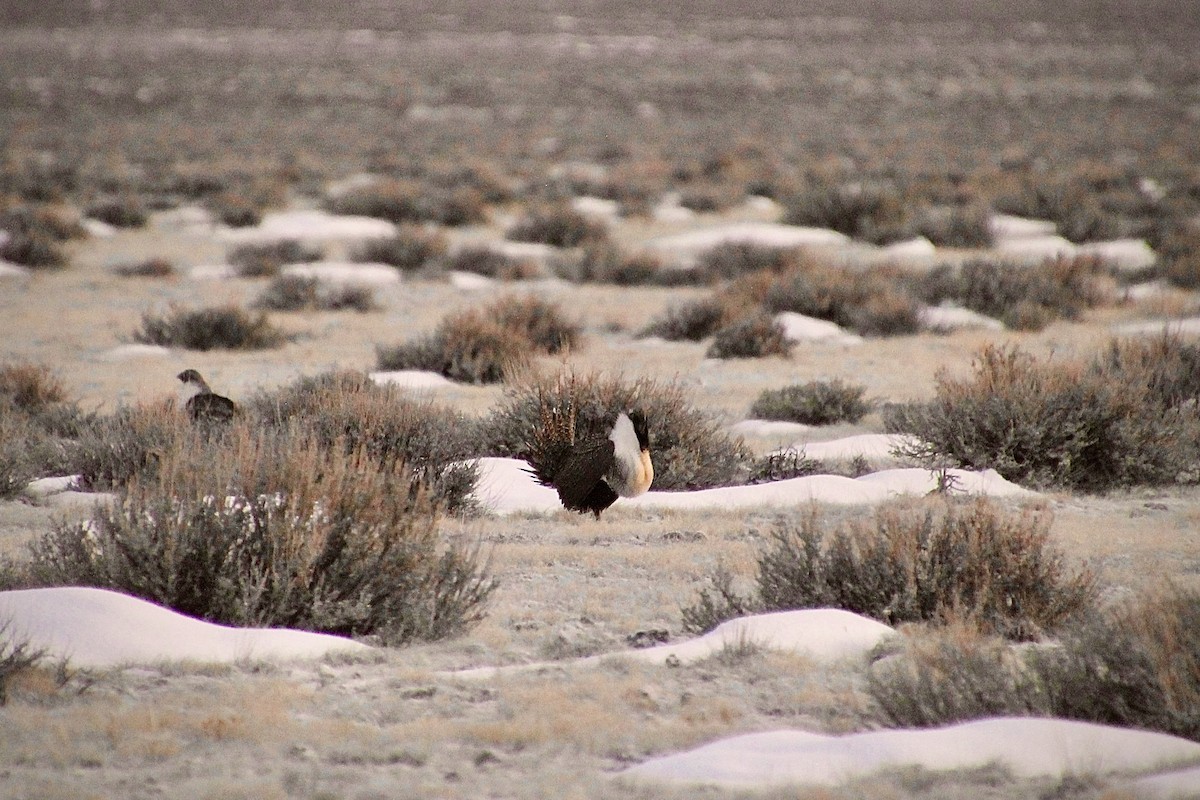 Greater Sage-Grouse - ML620606006