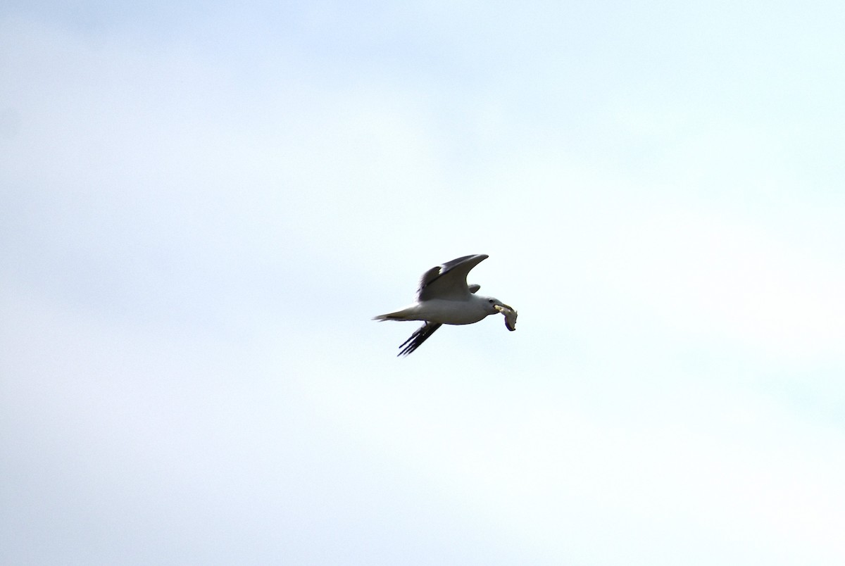 California Gull - ML620606007