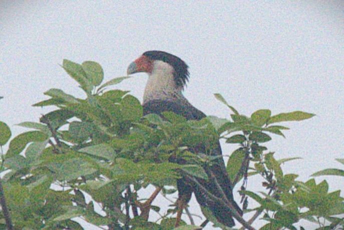 Caracara huppé - ML620606008