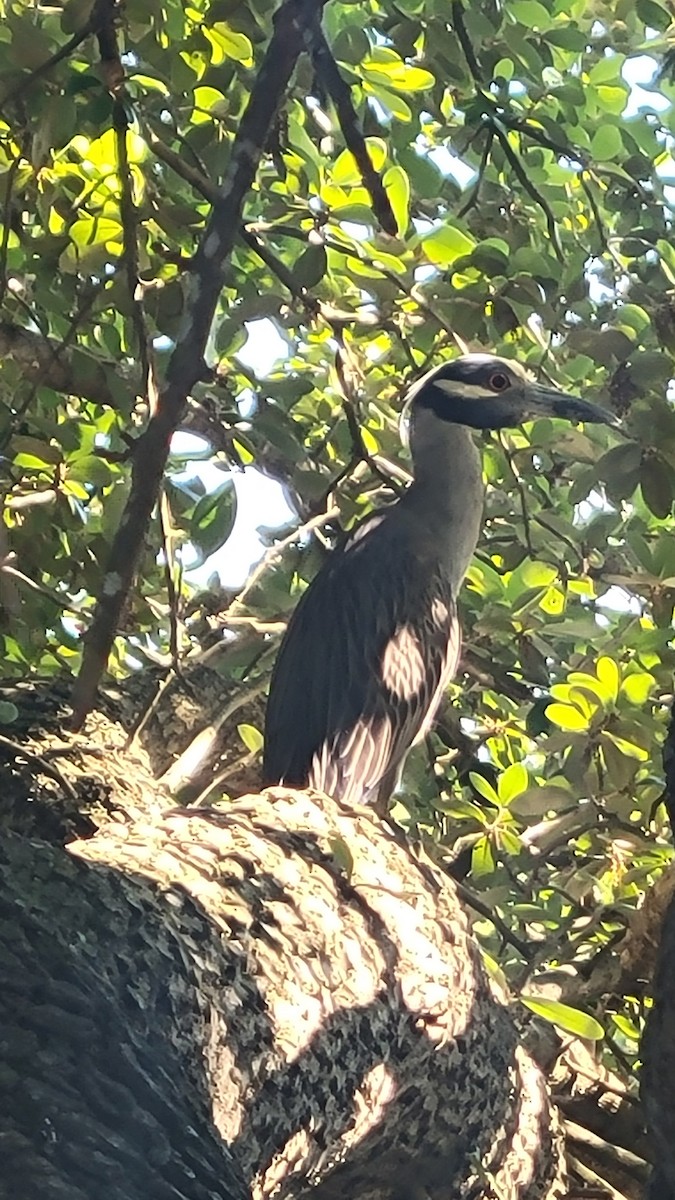 Yellow-crowned Night Heron - ML620606009