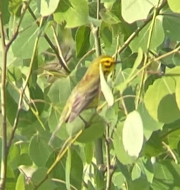 Prairie Warbler - ML620606013