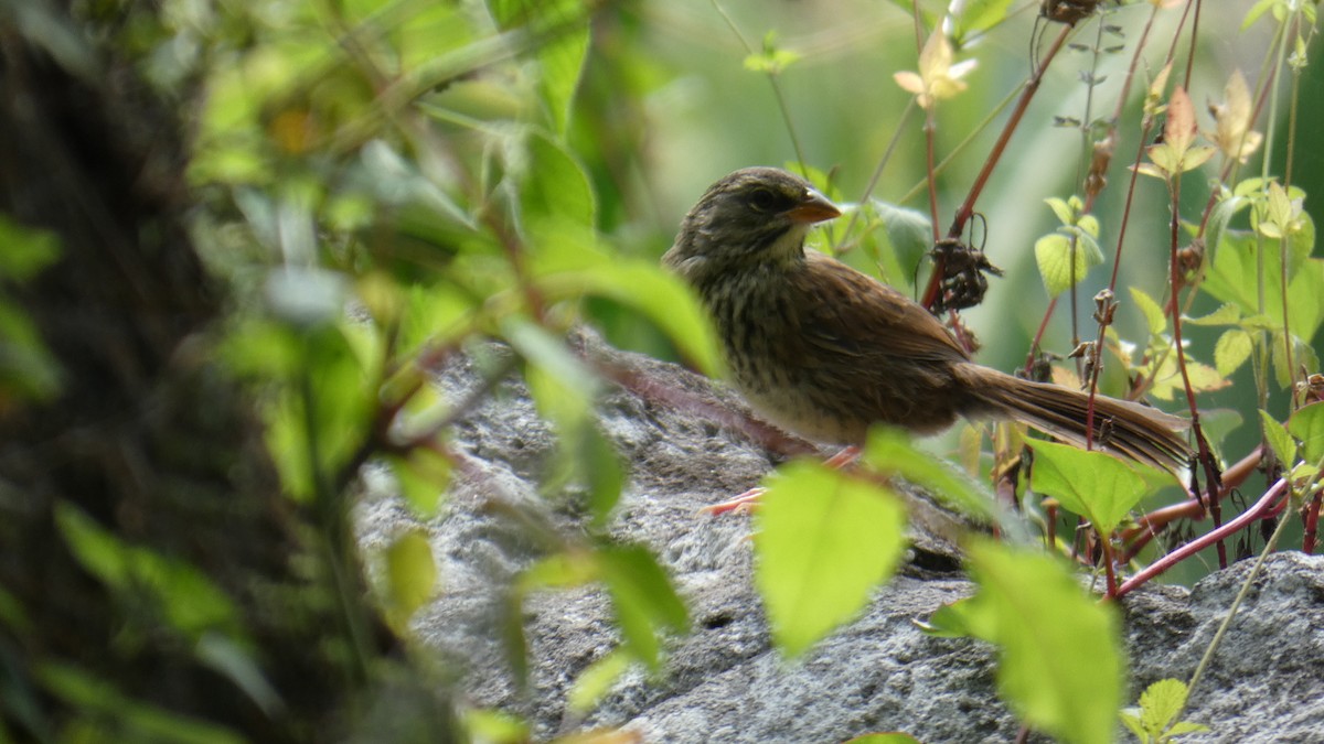 Lincoln's Sparrow - ML620606014