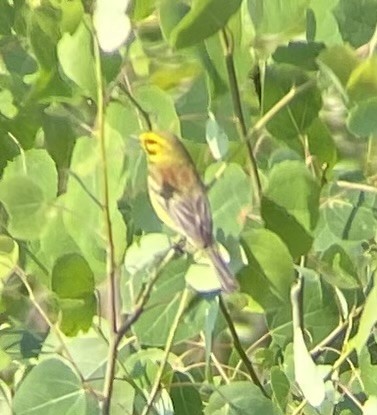 Prairie Warbler - ML620606017