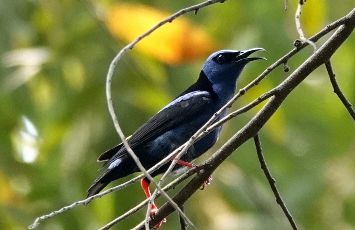 Red-legged Honeycreeper - ML620606018