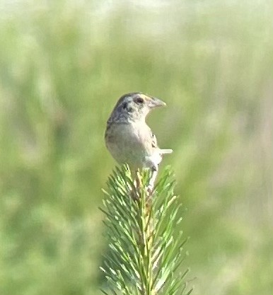 Grasshopper Sparrow - ML620606021