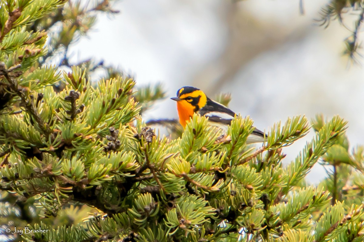 Blackburnian Warbler - ML620606024