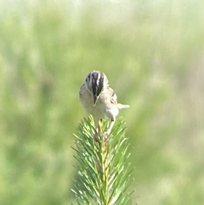 Grasshopper Sparrow - ML620606025
