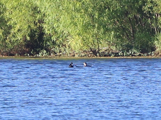 Lesser Scaup - ML620606026