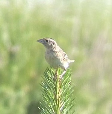 Grasshopper Sparrow - ML620606037