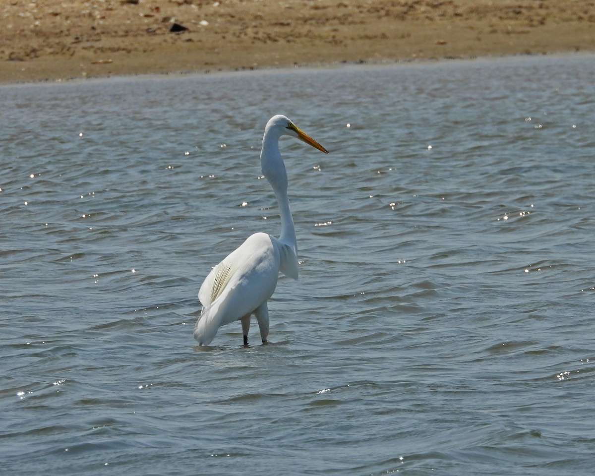 Great Egret - ML620606038