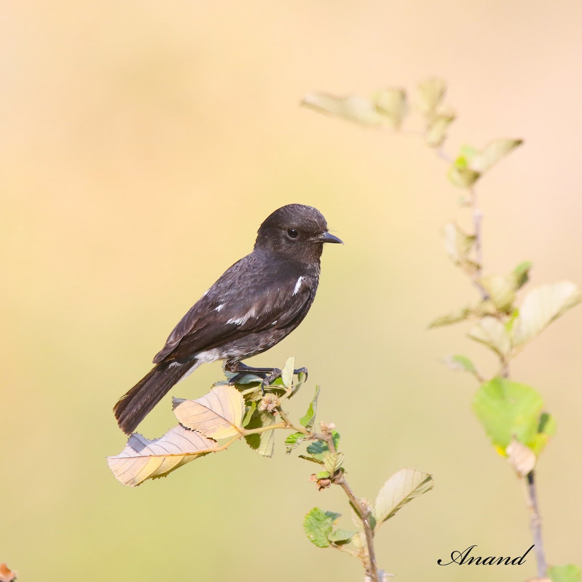 Pied Bushchat - ML620606039