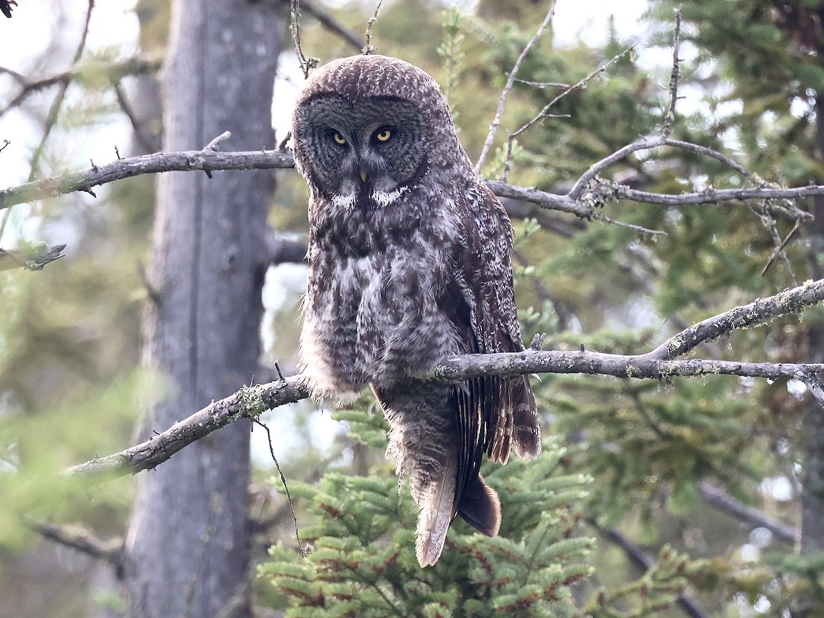 Great Gray Owl - ML620606041