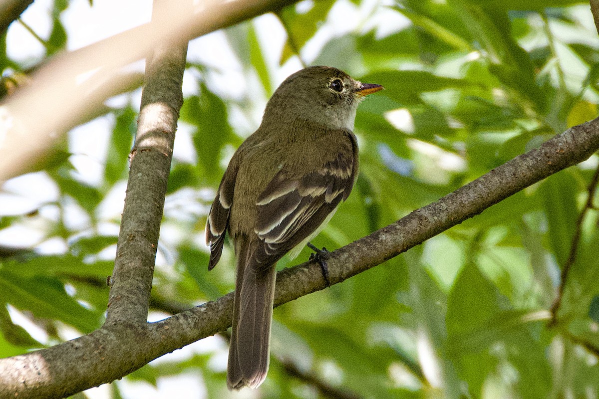 Willow Flycatcher - ML620606046