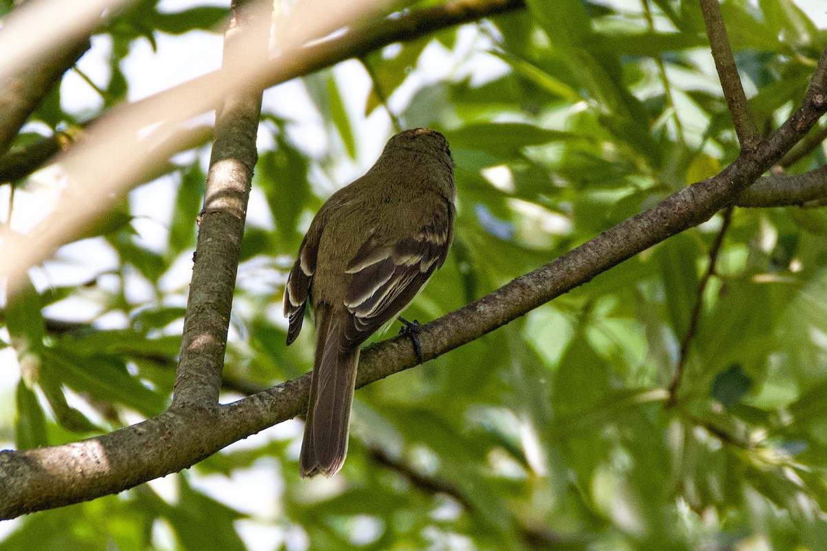 Willow Flycatcher - ML620606047