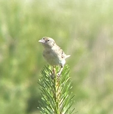 Grasshopper Sparrow - ML620606049