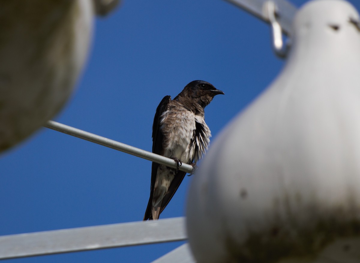 Purple Martin - ML620606052