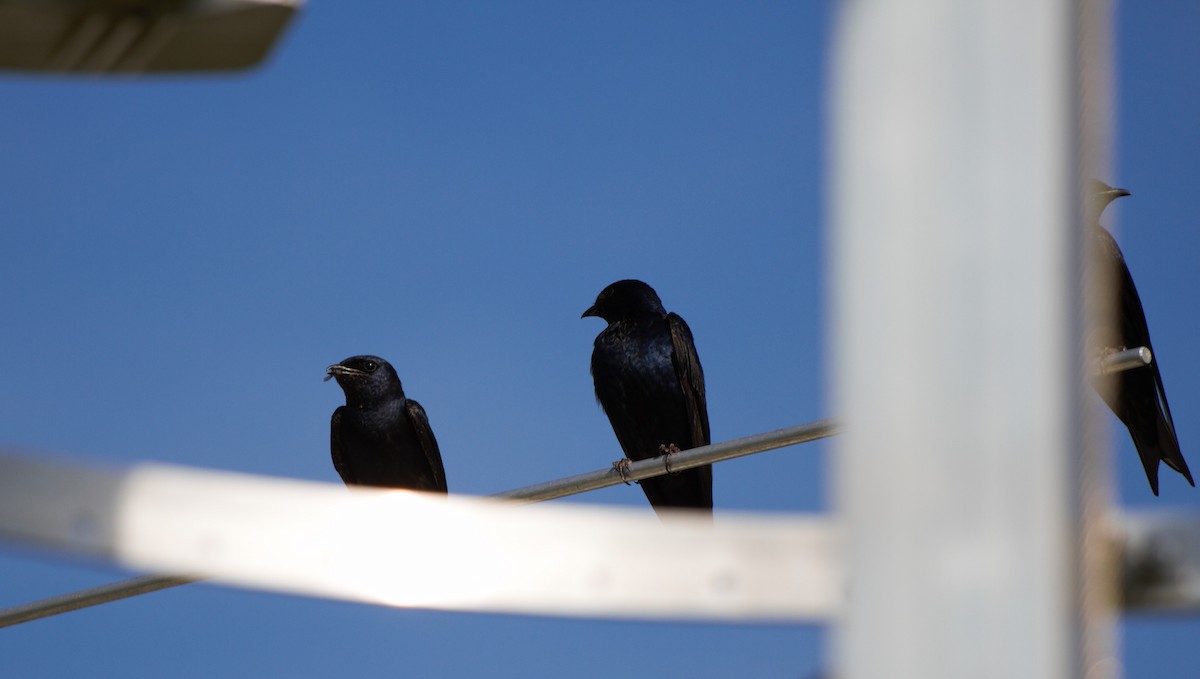 Purple Martin - ML620606053