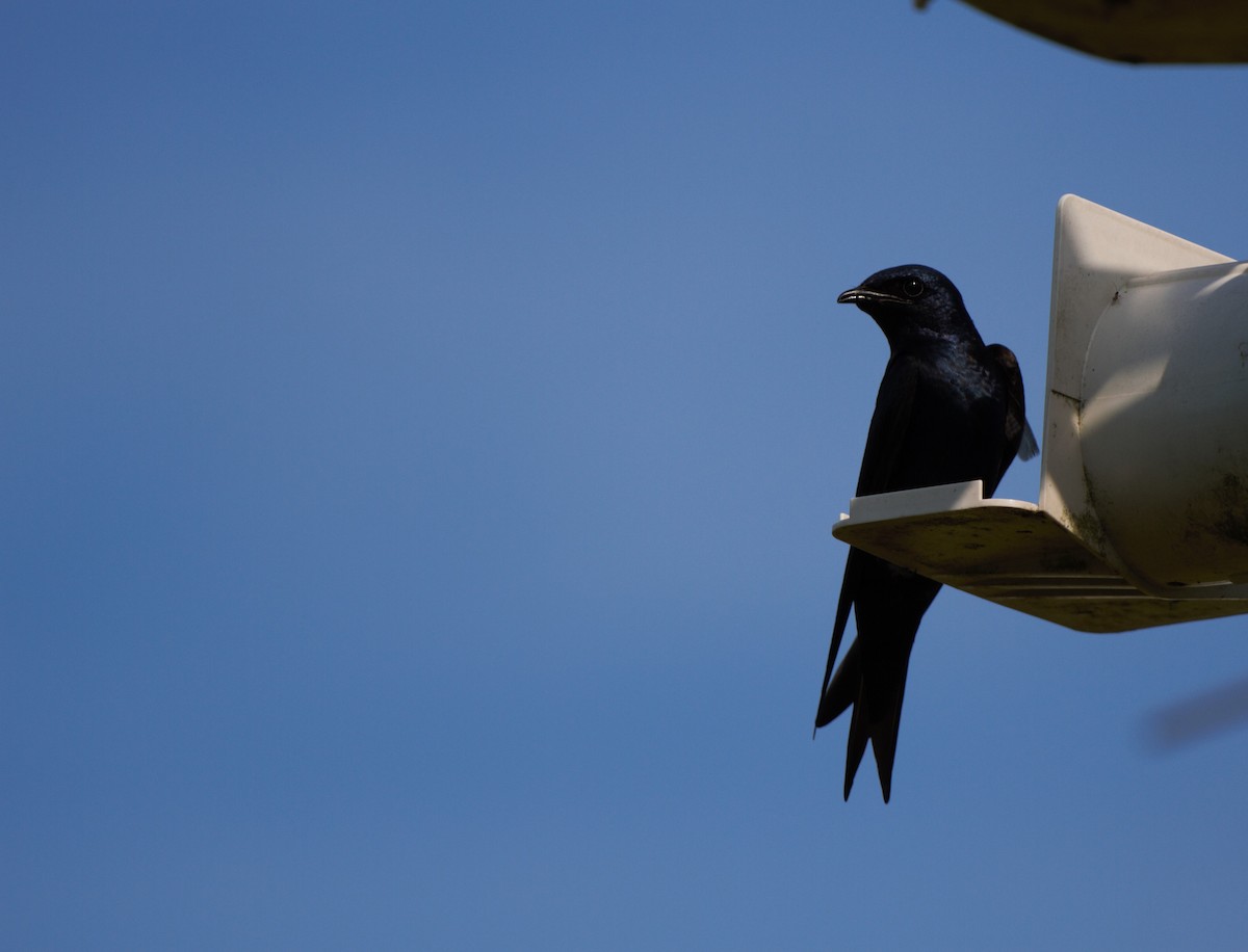 Purple Martin - ML620606056