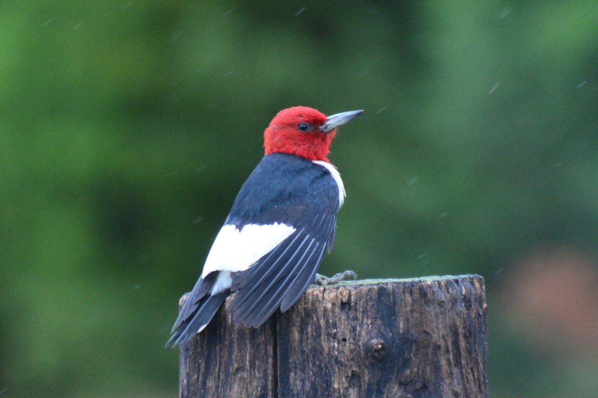 Red-headed Woodpecker - ML620606060