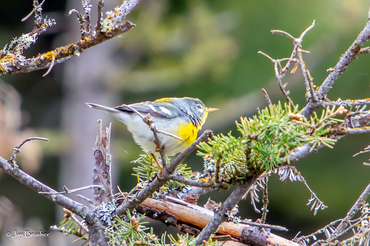 Parula Norteña - ML620606062