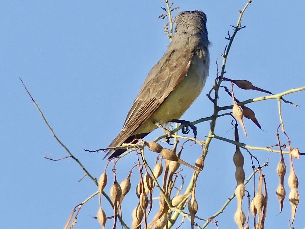 Schmalschnabel-Königstyrann - ML620606063