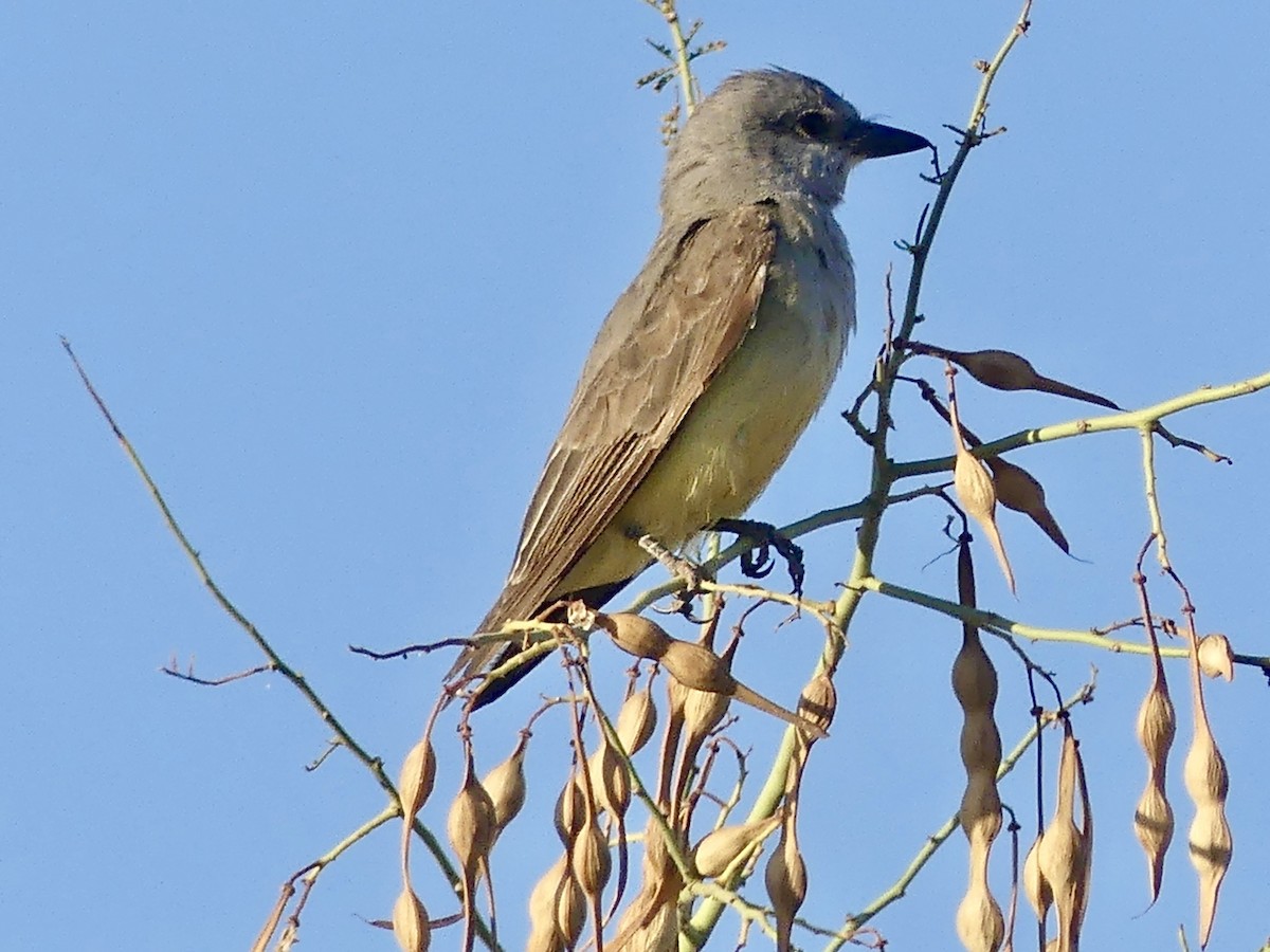 Schmalschnabel-Königstyrann - ML620606064