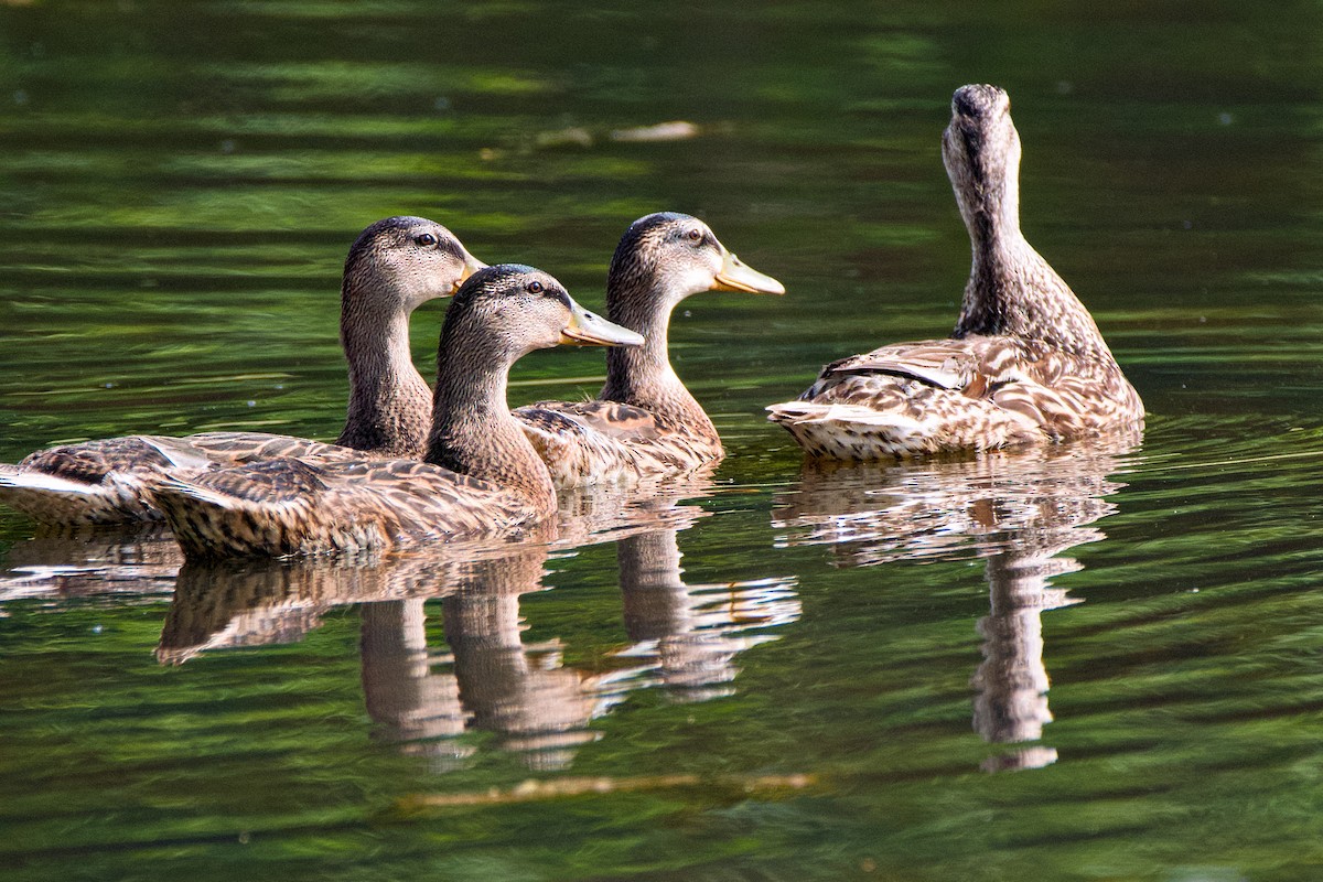 Canard colvert - ML620606066