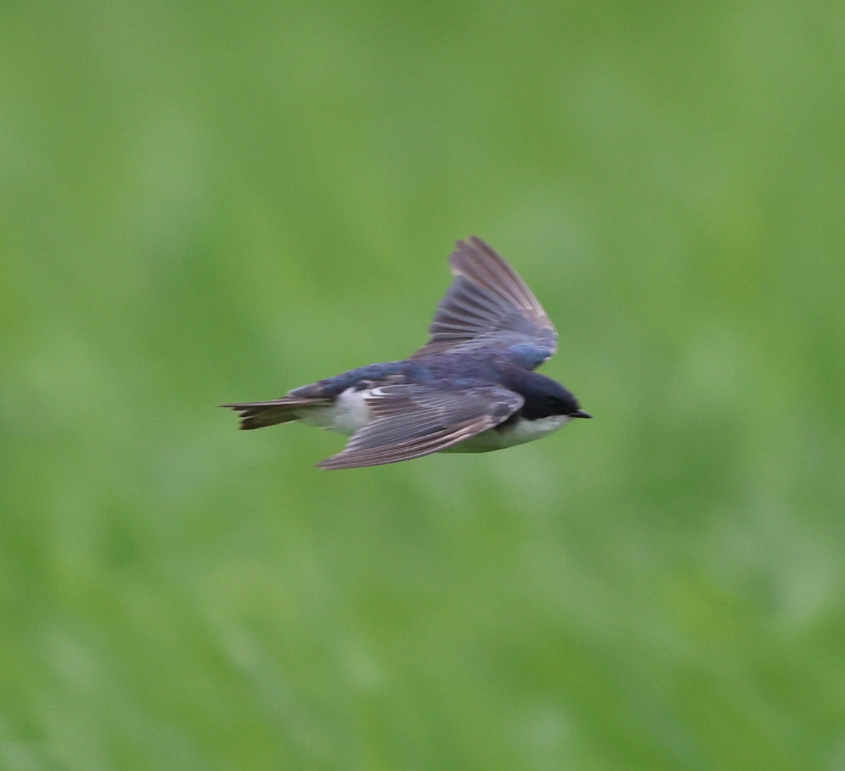 Tree Swallow - ML620606072