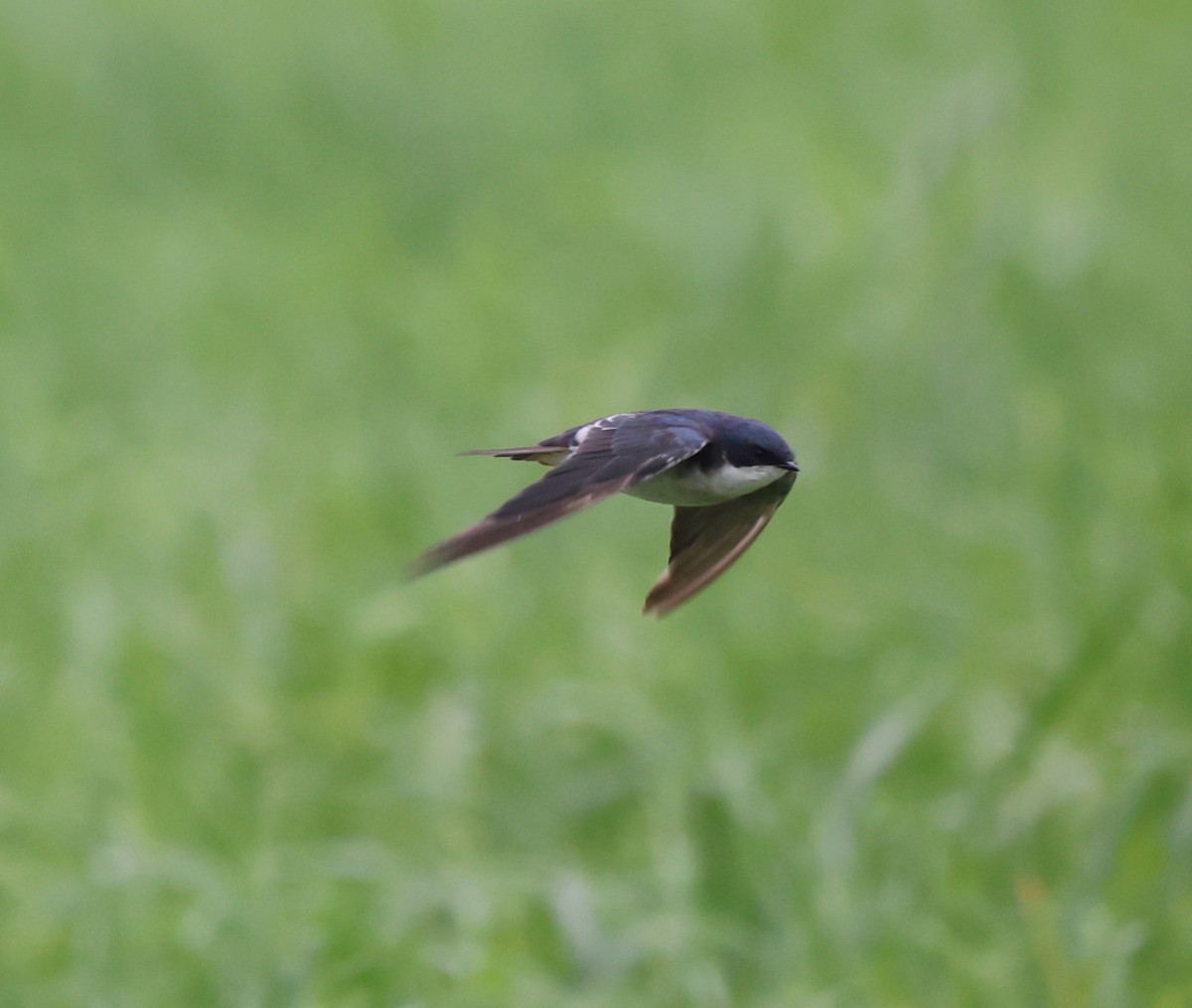 Golondrina Bicolor - ML620606073