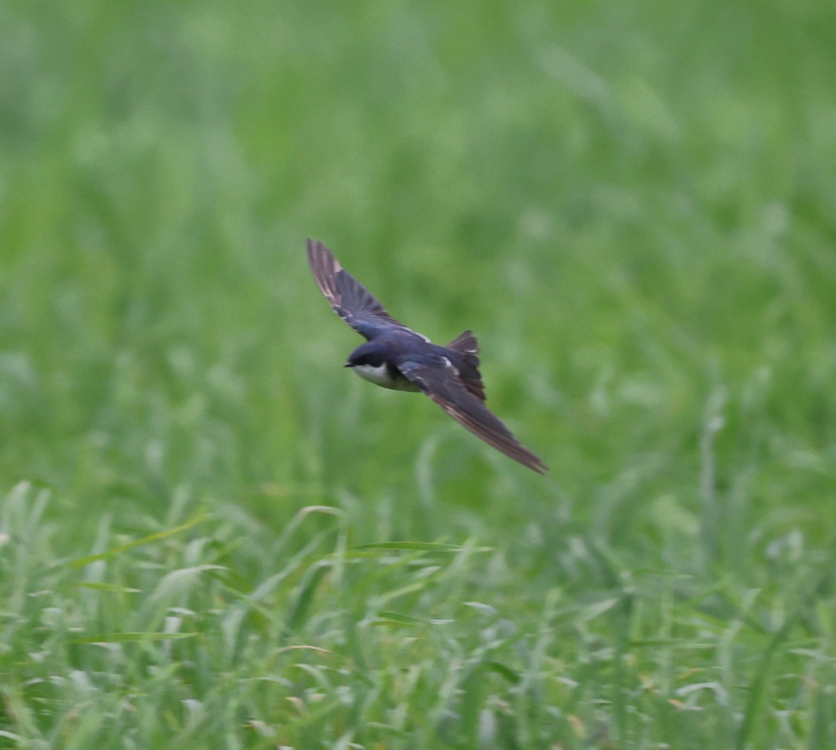 Golondrina Bicolor - ML620606074