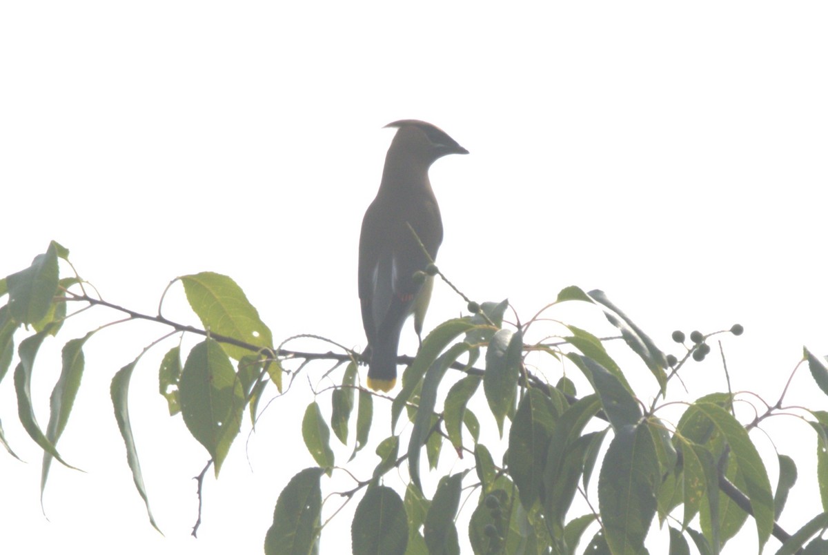 Cedar Waxwing - ML620606078