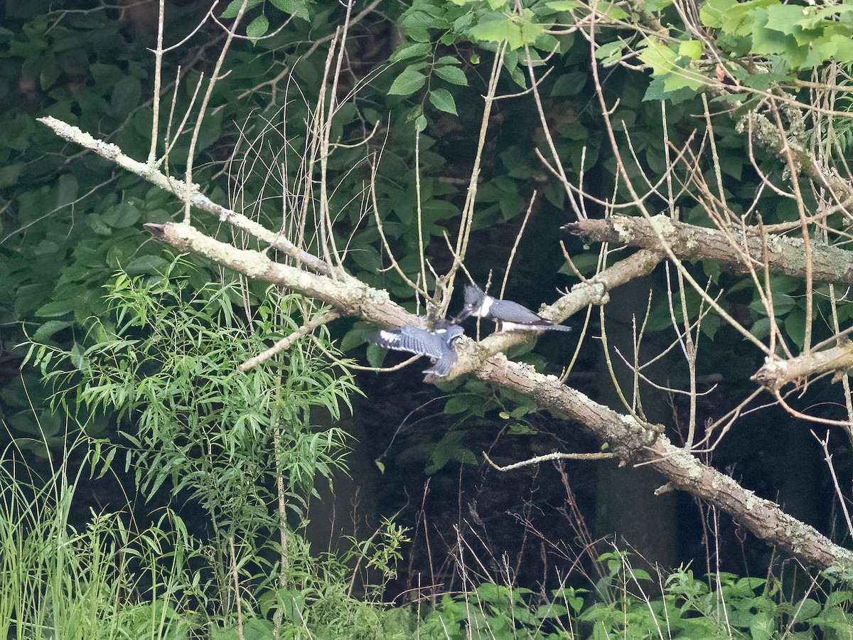 Belted Kingfisher - ML620606079