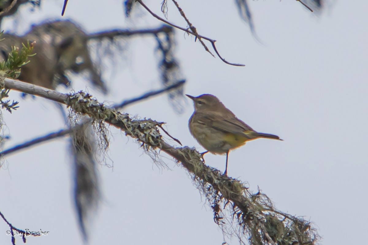 Palm Warbler (Western) - ML620606080