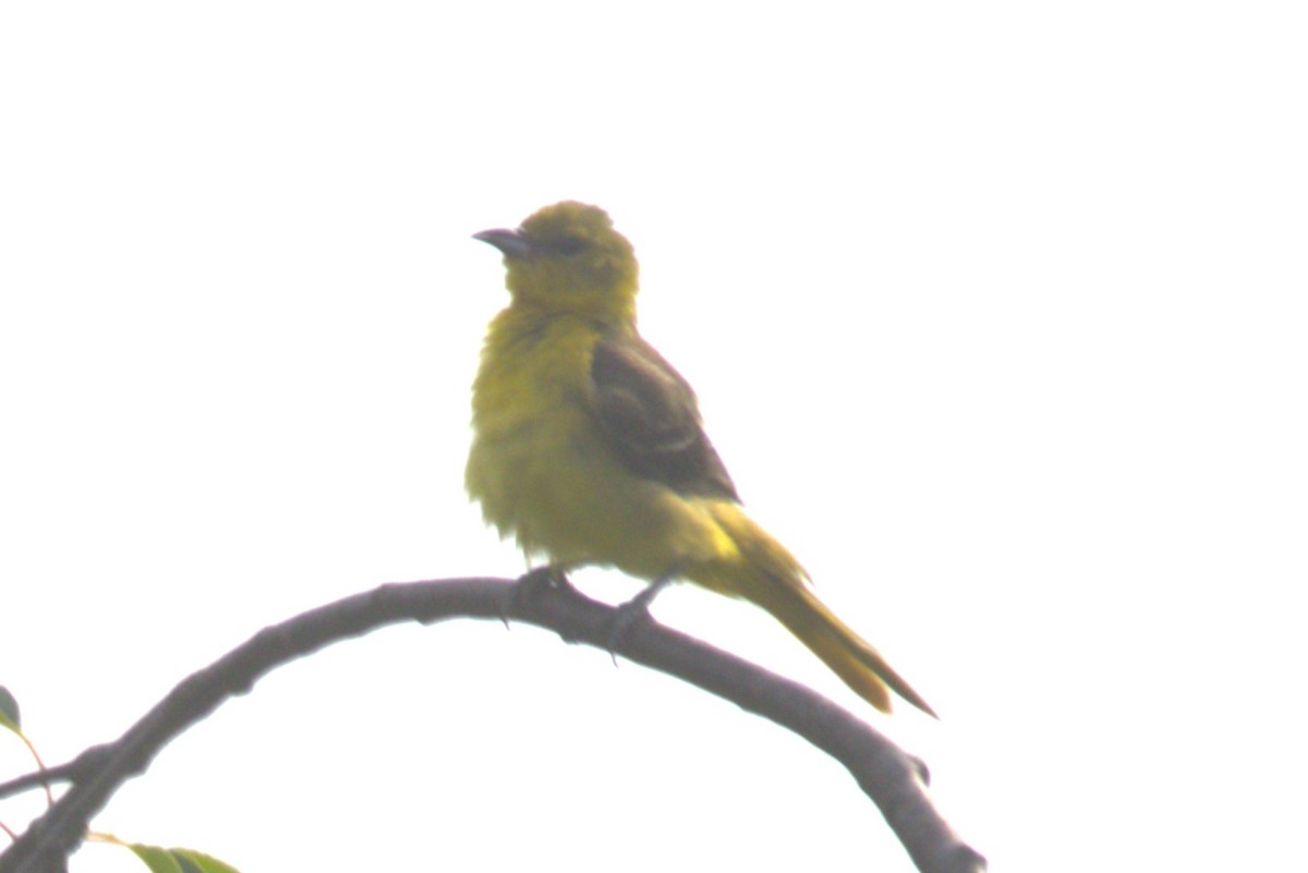 Orchard Oriole - ML620606088